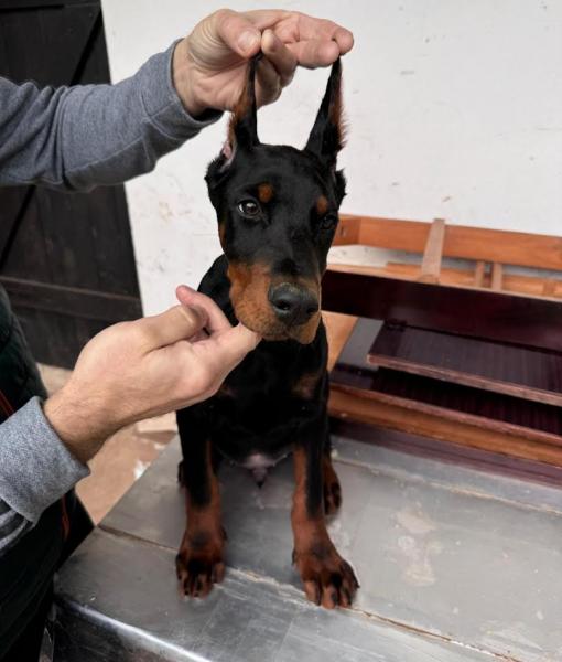 Доберман — фото 5